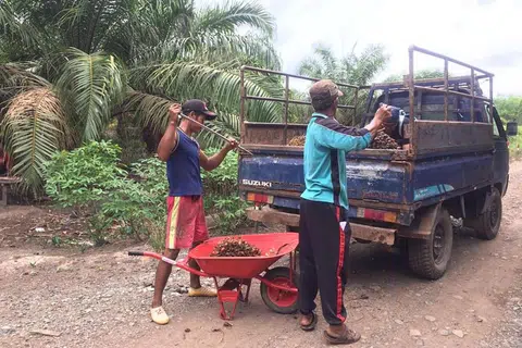 PATUH PIAWAIAN: Pekebun kecil kelapa sawit di Kalimantan Tengah bertujuan memastikan minyak sawit dihasilkan dengan cara mesra alam dan bertanggungjawab dari segi sosial, sambil mengekalkan pertumbuhan ekonomi dan daya saing.