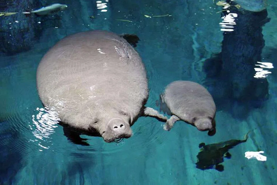IKON TERBARU: Orang ramai boleh mengambil kesempatan menyaksikan ikon haiwan terbaru River Safari, Canola (kanan), yang dilihat bersama ibunya Eva. - Foto WILDLIFE RESERVES SINGAPORE