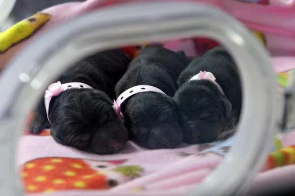 Gambar yang diambil pada 24 September 2014 dan dikeluarkan pada 1 Disember 2015 oleh Boyalife Group ini menunjukkan tiga anak anjing klon dalam sebuah inkubator di kilang syarikat itu di Tianjin. Gambar AFP 