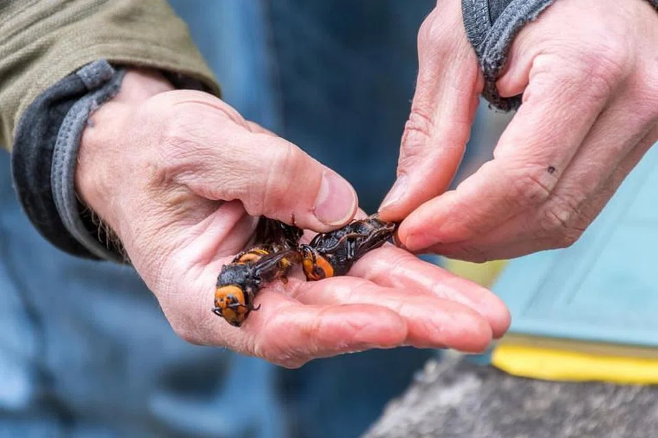 Tebuan Vespa mandarinia boleh bersaiz 6.35 sentimeter panjang dan berasal dari Asia Tenggara, China dan Taiwan. 