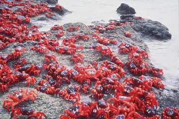 Kalau pemimpin melakukan perkara yang bertentangan dengan apa yang mereka uar-uarkan atau nasihatkan, ia seperti ketam mengajar anaknya berjalan betul, iaitu hanya tahu memberi nasihat tetapi diri sendiri tidak melakukan demikian.