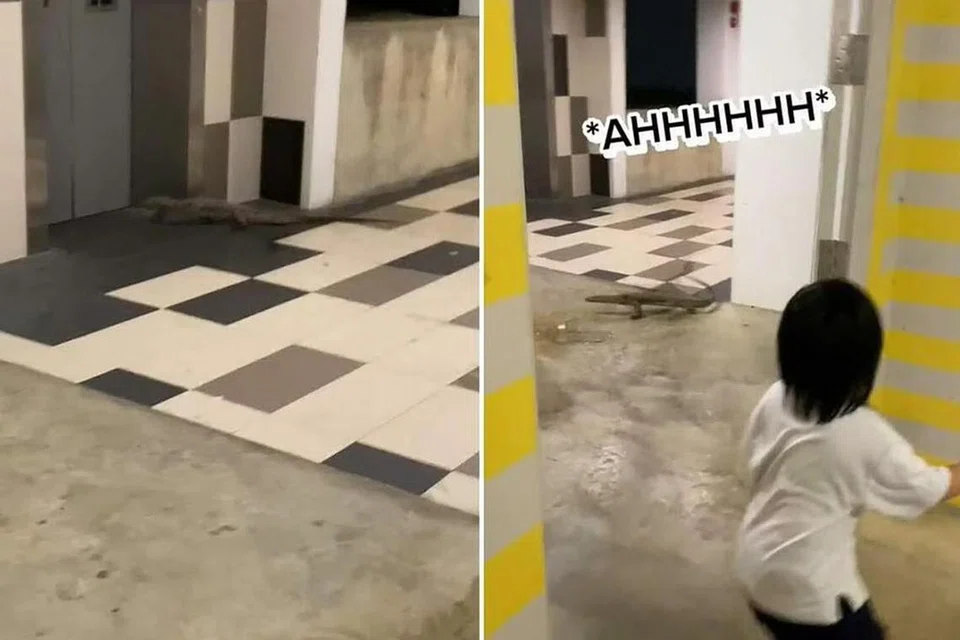 TERKEJUT SEKETIKA: Satu keluarga di sini terkejut bila terserempak dengan seekor biawak di lobi lif sebuah flat HDB di Punggol.