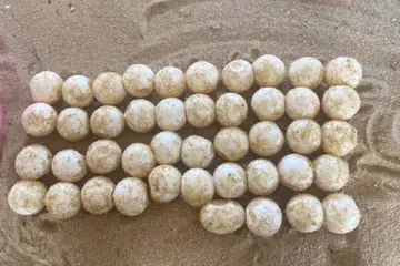 Penyu belimbing, Terengganu, hatceri Rantau Abang
