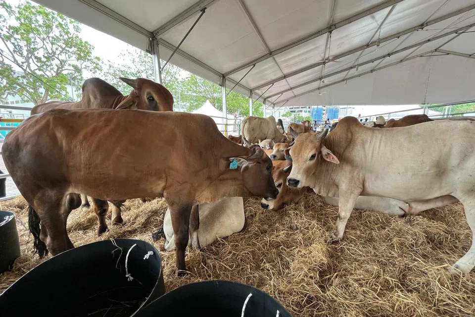 lembu sado, aidiladha, karnival lembu, Tayyib Ranch