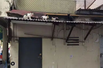 TERBIAR: Penyelamat kucing Cik Constance Loh menerima maklumat tentang kucing yang terbiar di atas bumbung sebuah rumah kedai di Flanders Square. - Foto CONSTANCE LOH