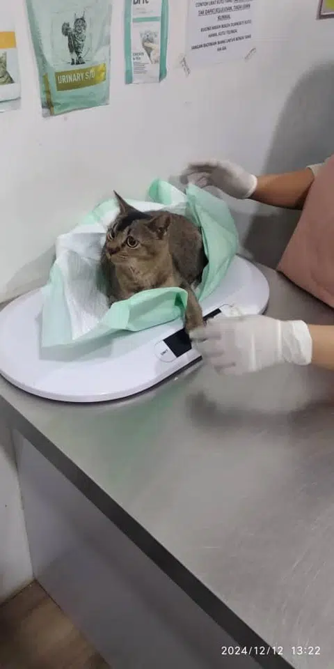 Cik Nur Amira Jumali, memulakan inisiatif, ‘Project Help Meow’, pada Februari 2023 untuk memerangkap, mengembiri dan melepaskan semula kucing terbiar di Johor Bahru demi mengawal jumlah mereka. Beliau bekerjasama dengan Noah’s Ark Animal Birth Control Clinic yang merawat dan mengembiri kucing itu.