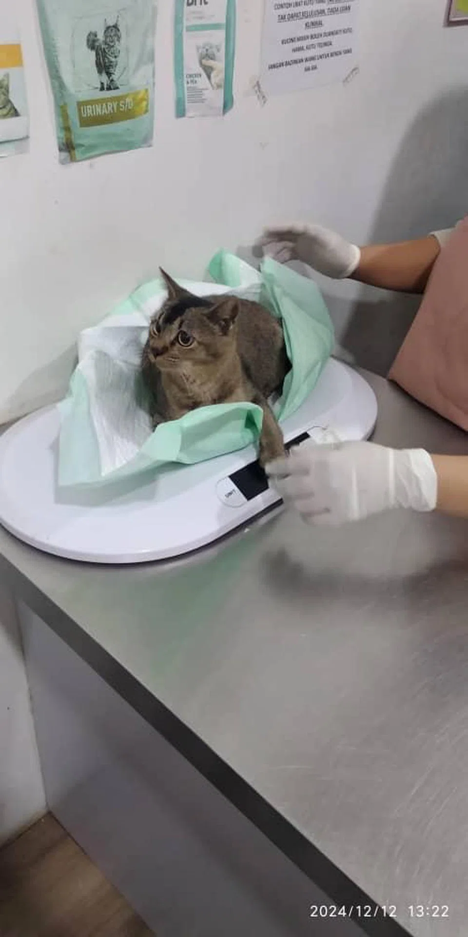 Cik Nur Amira Jumali, memulakan inisiatif, ‘Project Help Meow’, pada Februari 2023 untuk memerangkap, mengembiri dan melepaskan semula kucing terbiar di Johor Bahru demi mengawal jumlah mereka. Beliau bekerjasama dengan Noah’s Ark Animal Birth Control Clinic yang merawat dan mengembiri kucing itu.