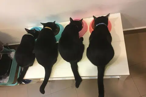 Di rumah, BG Fairoz sering ‘diperintah’ dengan renungan tajam dan kerenah manja empat ekor kucing hitam yang diselamatkannya.