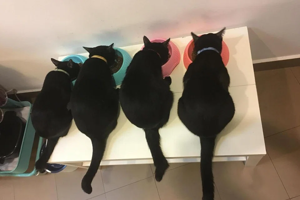 Di rumah, BG Fairoz sering ‘diperintah’ dengan renungan tajam dan kerenah manja empat ekor kucing hitam yang diselamatkannya.