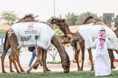 Unta dengan sepanduk Terbuka Saudi diarak ketika majlis penyampaian hadiah Kejohanan Golf Terbuka Saudi Jelajah Asia di Kelab Golf Riyadh, Riyadh, pada 20 April 2024. Dana kekayaan negara Arab Saudi dilapor akan menghentikan pembiayaan LIV Golf pada penghujung musim 2026, sekali gus menimbulkan persoalan besar mengenai masa depan kejohanan golf berkenaan. LIV Golf, yang diasaskan pada 2022 sebagai pencabar utama PGA Tour, dijangka memaklumkan kakitangan dan pemain pada 30 April bahawa Dana Pelaburan Awam Arab Saudi (PIF) tidak lagi akan membiayai siri kejohanan itu selepas musim panas ini, lapor ‘Wall Street Journal’.