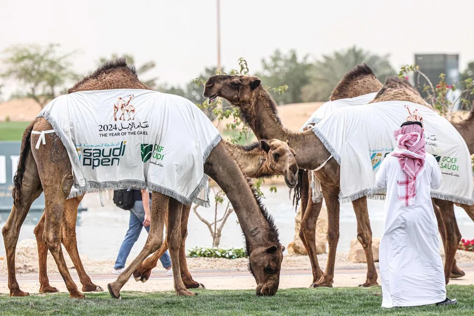 Unta dengan sepanduk Terbuka Saudi diarak ketika majlis penyampaian hadiah Kejohanan Golf Terbuka Saudi Jelajah Asia di Kelab Golf Riyadh, Riyadh, pada 20 April 2024. Dana kekayaan negara Arab Saudi dilapor akan menghentikan pembiayaan LIV Golf pada penghujung musim 2026, sekali gus menimbulkan persoalan besar mengenai masa depan kejohanan golf berkenaan. LIV Golf, yang diasaskan pada 2022 sebagai pencabar utama PGA Tour, dijangka memaklumkan kakitangan dan pemain pada 30 April bahawa Dana Pelaburan Awam Arab Saudi (PIF) tidak lagi akan membiayai siri kejohanan itu selepas musim panas ini, lapor ‘Wall Street Journal’.