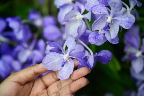 Vanda coerulea, juga dikenali sebagai anggerik biru atau Blue Vanda, pertama kali dikenal pasti pada 1847.