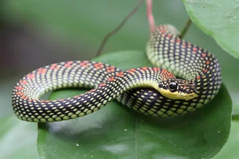 Ular ‘Paradise Tree Snake’ yang juga dikenali sebagai Ular Sawa Burung. 