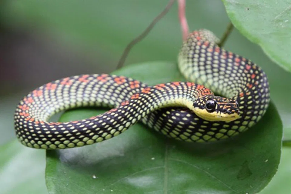 Ular ‘Paradise Tree Snake’ yang juga dikenali sebagai Ular Sawa Burung. 