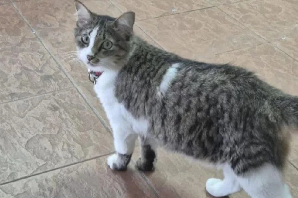 Kucing yang dinamakan sebagai Lily antara tiga kucing yang ditemui mati dalam keadaan menyayat hati di Universiti Malaya, Kuala Lumpur, dengan empat kakinya seperti dipotong dan terdapat luka besar pada badannya pada 16 Disember lalu.