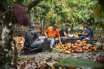 Olam, petani digital, tutup