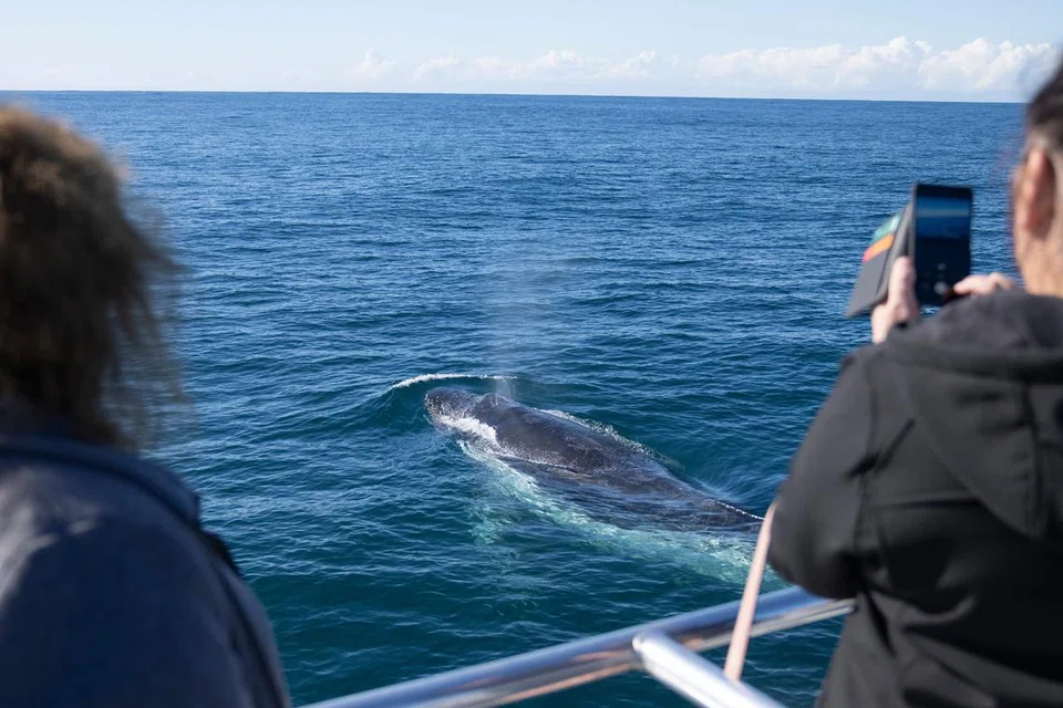 paus, tuncurry forster , australia, new south wales