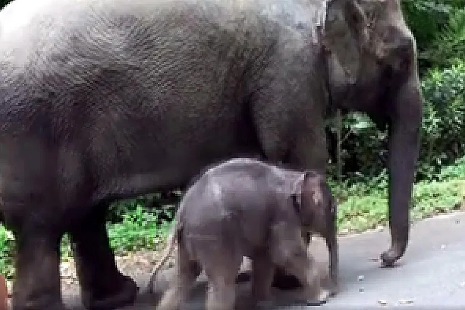LAHIR LEBIH AWAL DARI DIJANGKA: Anak Sri Nandong, gajah betina ASia berusia 30 tahun. - Foto WILDLIFE RESERVES SINGAPORE