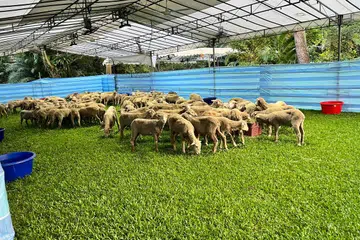 KAMBING KORBAN: Sebanyak 500 kambing dari Australia kini berada di Masjid Petempatan Melayu Sembawang untuk ibadah korban. Haiwan itu telah diperiksa dan dipastikan sihat dan sesuai untuk dikorbankan.