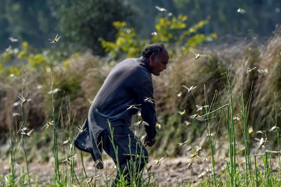 SERANGAN BELALANG JUTA: Seorang petani cuba menghalau belalang dari kebunnya di Pipli Pahar, Pakistan. Foto: AFP 