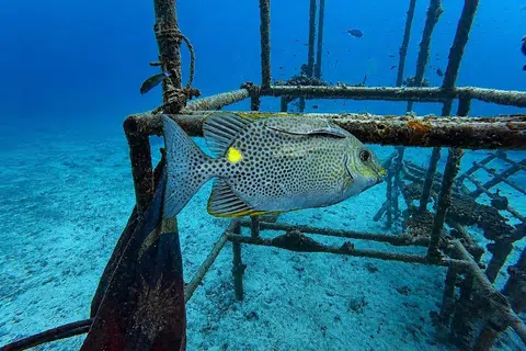 Ikan Dengkis (orange-spotted spinefoot) di bawah permukaan air.
