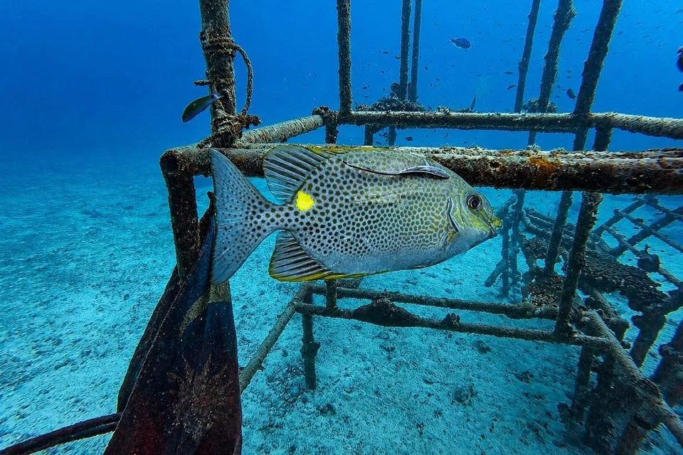 Ikan Dengkis (orange-spotted spinefoot) di bawah permukaan air.