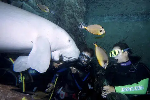PENAMPAKAN DUGONG: Kajian oleh saintis NUS mendapati 65 peratus pemerhatian dugong dalam tempoh 25 tahun lalu - 31 daripada 48 rekod - berlaku di timur Selat Johor, salah satu laluan perkapalan tersibuk di dunia. - Foto fail 