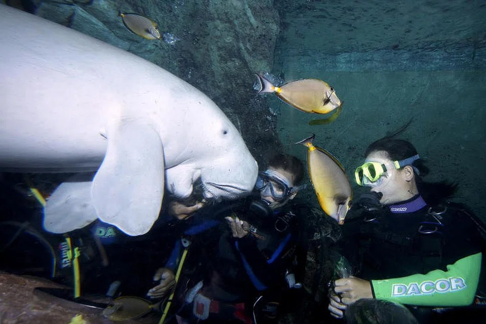 PENAMPAKAN DUGONG: Kajian oleh saintis NUS mendapati 65 peratus pemerhatian dugong dalam tempoh 25 tahun lalu - 31 daripada 48 rekod - berlaku di timur Selat Johor, salah satu laluan perkapalan tersibuk di dunia. - Foto fail 