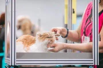 kucing, dandanan