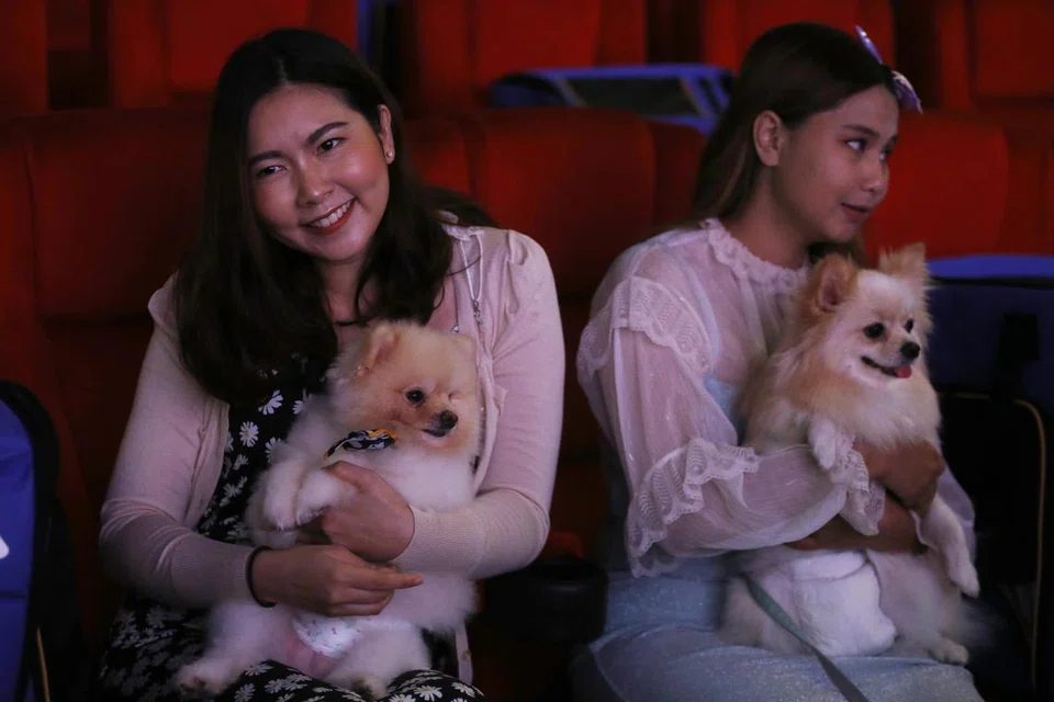WAYANG UNIK: Orang ramai berpeluang bawa kucing, anjing atau binatang peliharaan mereka yang lain semasa menonton wayang di ‘i-Tail Pet Cinema’ di  Mega Cineplex di wilayah Samut Prakan, Thailand. Syarikat Major Cineplex Group Plc, rangkaian pawagam terbesar negara itu membuka pawagam mesra haiwan peliharaan pertama  di tiga cawangan di Thailand. 