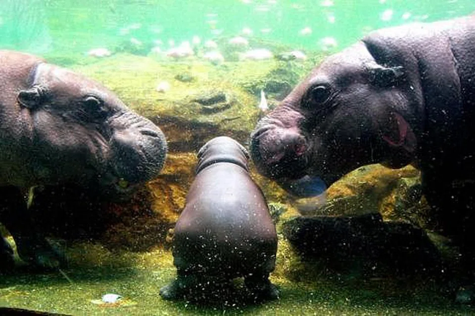 COMEL: Badak air kerdil disebut 'pygmy hippopotamus'. Badak ini adalah antara binatang yang terdapat di Tamain Haiwan San Diego di California, Amerika Syarikat.