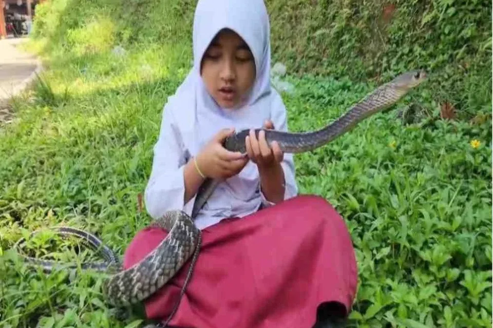 ular, jakarta, sekolah