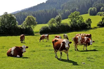 PENYEBAB UTAMA: Lembu bukan sahaja mengeluarkan jumlah tinggi gas metana yang menyebabkan pemanasan Bumi, malah jumlah besar hutan yang menyerap karbon ditebang setiap tahun untuk memberi ruang kepada haiwan itu. - Foto REUTERS