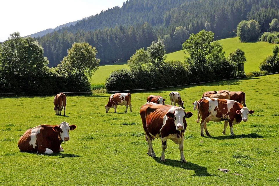 PENYEBAB UTAMA: Lembu bukan sahaja mengeluarkan jumlah tinggi gas metana yang menyebabkan pemanasan Bumi, malah jumlah besar hutan yang menyerap karbon ditebang setiap tahun untuk memberi ruang kepada haiwan itu. - Foto REUTERS