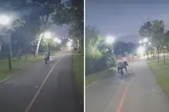 DIKESAN LAGI: Ini kali kedua haiwan serupa itu dilaporkan dikesan pada tahun ini.