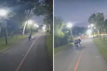DIKESAN LAGI: Ini kali kedua haiwan serupa itu dilaporkan dikesan pada tahun ini.