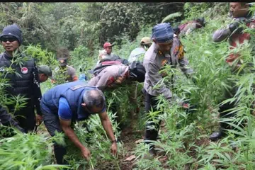 Polis Indonesia merampas kira-kira 38,000 pokok ganja dalam satu operasi besar-besaran di kawasan Taman Negara Bromo Tengger Semeru (TNBTS), Jawa Timur, pada 24 September 2024.