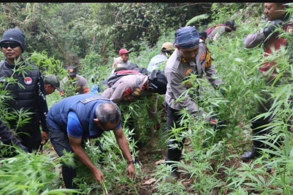 Polis Indonesia merampas kira-kira 38,000 pokok ganja dalam satu operasi besar-besaran di kawasan Taman Negara Bromo Tengger Semeru (TNBTS), Jawa Timur, pada 24 September 2024.