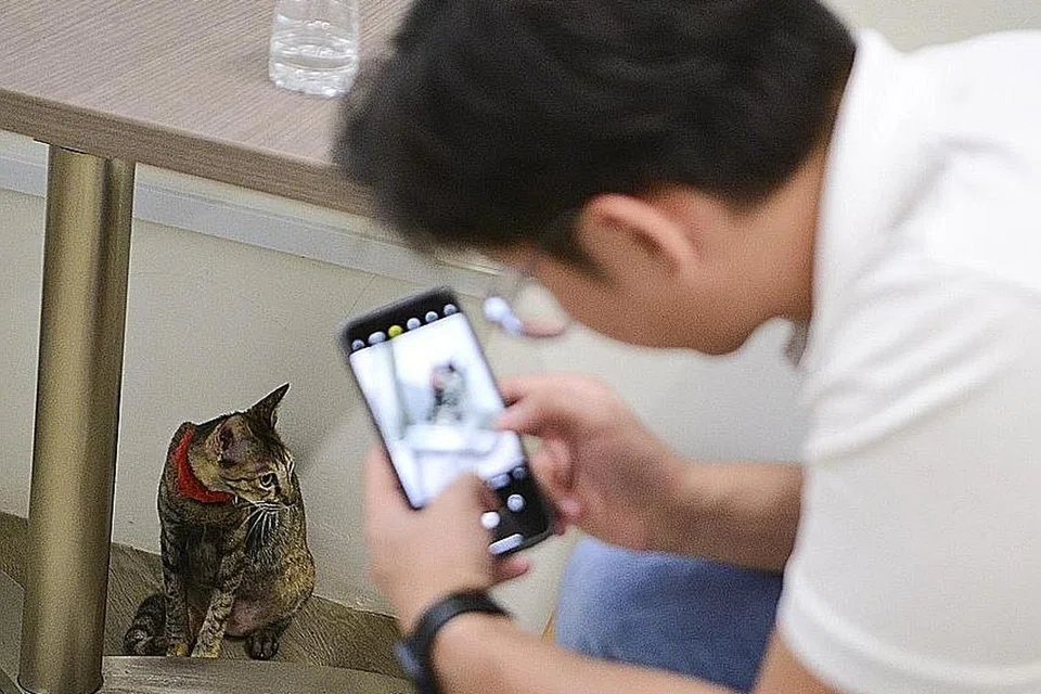 REHAT BERSAMA KUCING: Bagi mengurangkan tekanan tugas, karyawan yang bekerja akan dapat meluangkan masa bersama kucing dalam suasana santai, pada waktu makan tengah hari hasil usaha PA di imPAct @ Hong Lim Green. - Foto PA