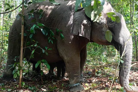 Antara gajah liar yang ditangkap Jabatan Perlindungan Hidupan Liar dan Taman Negara (Perhilitan) di Kampung Pinggir, Kluang, Johor.