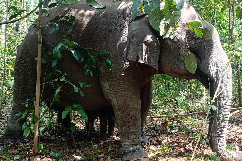 Antara gajah liar yang ditangkap Jabatan Perlindungan Hidupan Liar dan Taman Negara (Perhilitan) di Kampung Pinggir, Kluang, Johor.