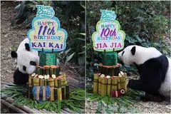 HADIAH ISTIMEWA: Kai Kai berumur 11 tahun pada 14 September, sementara Jia Jia sambut ulang tahun ke 10 pada 3 September lalu. Mereka berdua menerima hadiah berupa 'kek' menara bambu setinggi 1.2 meter yang disiapkan oleh penjaga mereka. - Foto WILDLIFE RESERVES SINGAPORE