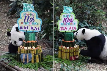 HADIAH ISTIMEWA: Kai Kai berumur 11 tahun pada 14 September, sementara Jia Jia sambut ulang tahun ke 10 pada 3 September lalu. Mereka berdua menerima hadiah berupa 'kek' menara bambu setinggi 1.2 meter yang disiapkan oleh penjaga mereka. - Foto WILDLIFE RESERVES SINGAPORE