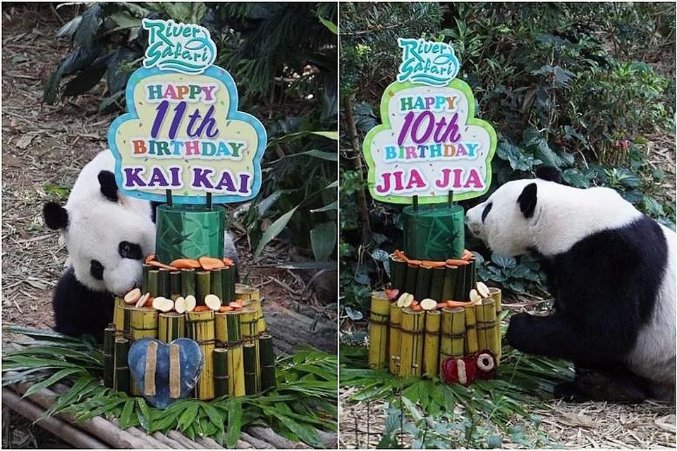 HADIAH ISTIMEWA: Kai Kai berumur 11 tahun pada 14 September, sementara Jia Jia sambut ulang tahun ke 10 pada 3 September lalu. Mereka berdua menerima hadiah berupa 'kek' menara bambu setinggi 1.2 meter yang disiapkan oleh penjaga mereka. - Foto WILDLIFE RESERVES SINGAPORE
