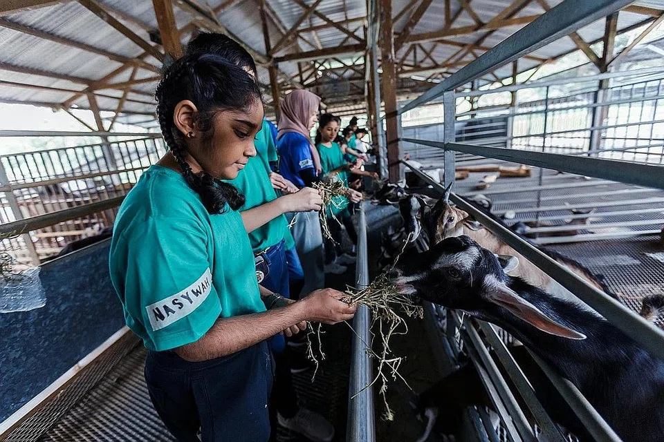 TIMBA PENGALAMAN: Para peserta memberi makanan kepada kambing semasa di ladang Hay Dairies. Mereka turut merakam video dan menulis artikel berita mengenai pengalaman mereka di sana. - Foto BH oleh IQBAL FAIZAL 
