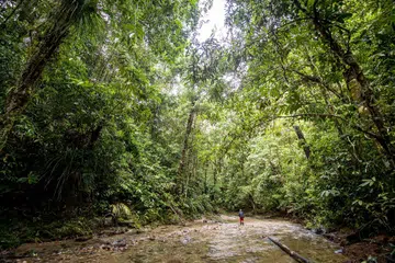 HAB KEWANGAN HIJAU: The Nature Conservancy (TNC) bertujuan meningkatkan bekalan kredit karbon bermutu tinggi di rantau ini dan mendorong lebih banyak projek pemuliharaan di Asia Tenggara.