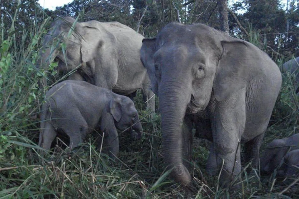 LAHIR TANPA GADING: Gajah Pigmi Boreno mengalami evolusi akibat pemburuan haram di mana mereka dilahirkan tanpa gading. -Foto Fail. 