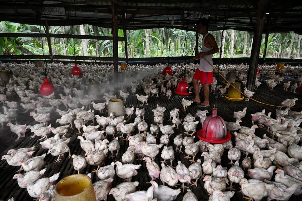 BANYAK MAKAN AYAM: Malaysia mempunyai kadar pemakanan ayam yang tertinggi di keseluruhan Asia dengan setiap seorang memakan sebanyak 50 kilogram ayam setiap tahun secara purata.