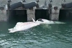ikan paus, perairan singapura, tanjong pagar, reput 