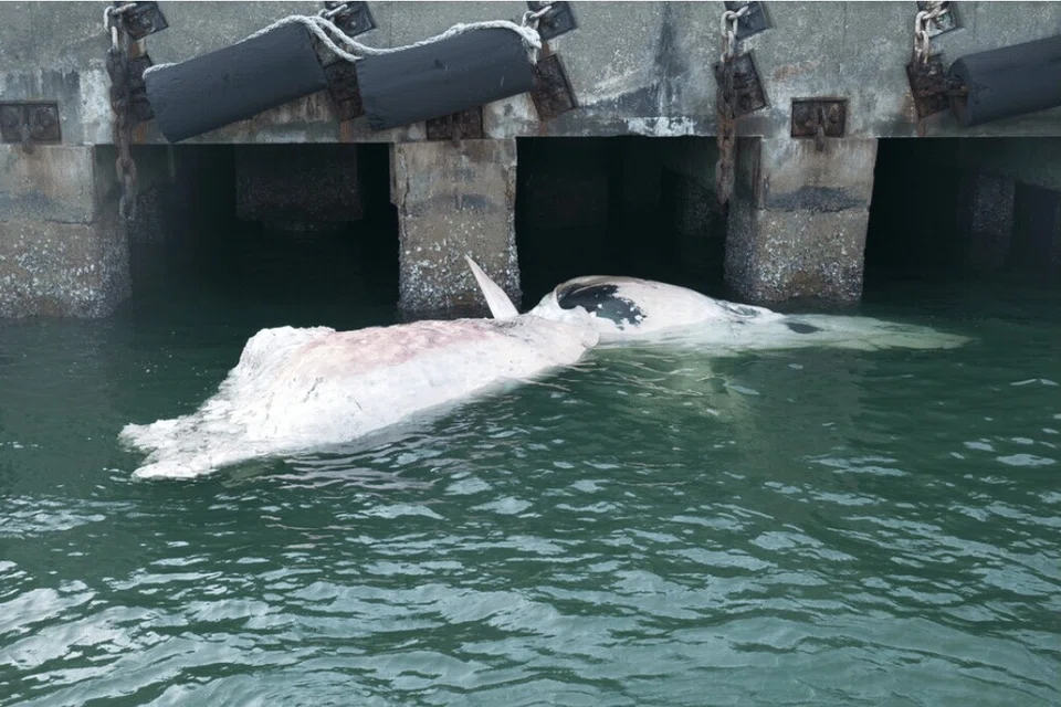 Bangkai ikan paus balin itu telah reput teruk ketika ditemui.